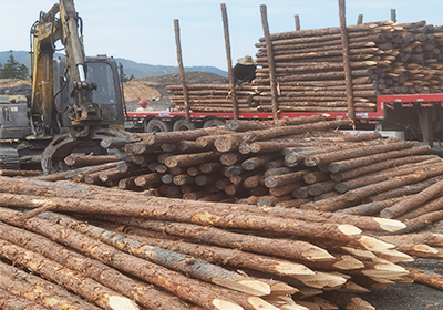 松木樁批發價格-松木打樁廠家有實力？