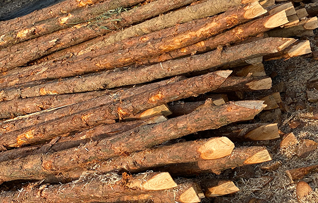 打樁松原木的價格-打松木樁多少錢一根？